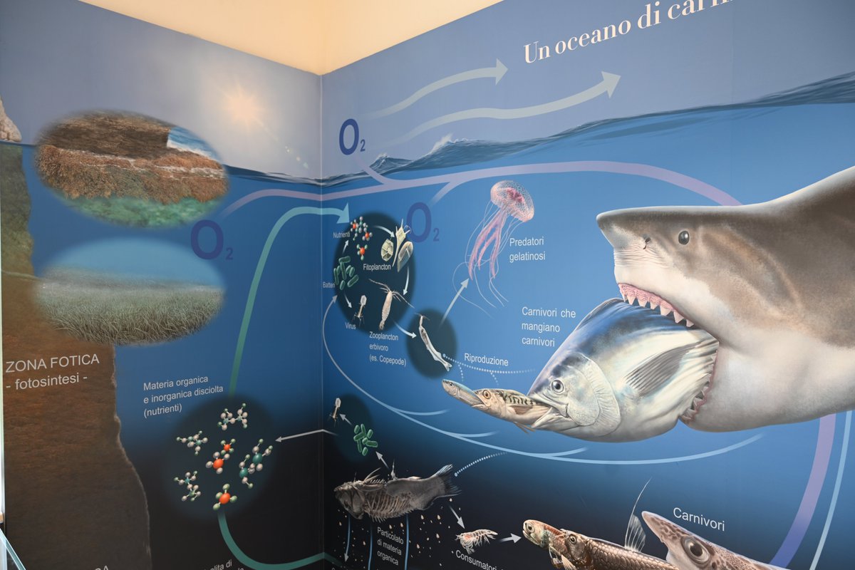 Radio3scienza's tweet photo. Una collezione, ma anche un luogo di ricerca e di contatto con le scuole: lo spirito del #DaDoM, il neonato museo #Darwin #Dohrn di #Napoli della
@SznDohrn
#evoluzione #biologiamarina https://t.co/6HNpRPKIij