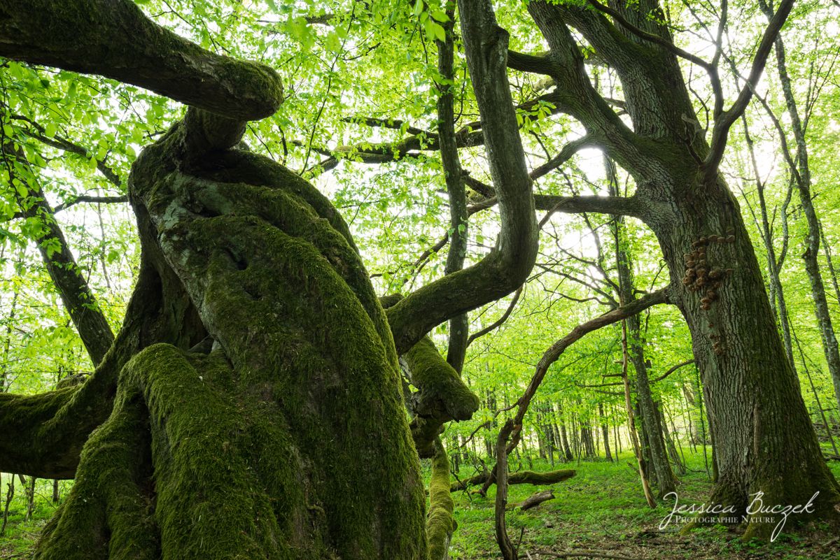 Une grande #forêt primaire reconstituée en #Europe de l’Ouest, c’est nécessaire et possible. C’est une question de volonté.  Merci à tous ceux qui rendent cela possible par leur soutien : foretprimaire-francishalle.org/nous-soutenir/
(photo : © Jessica Buczek)