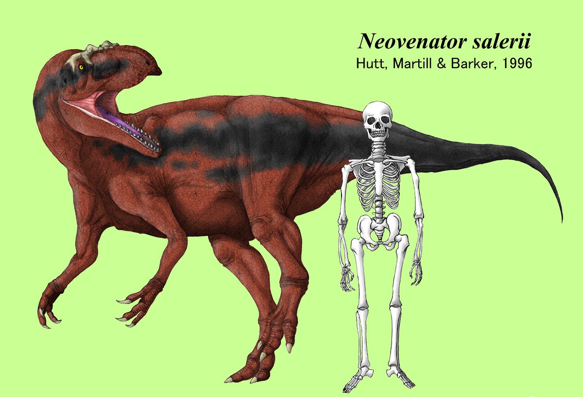 超希少！イギリス産肉食恐竜ネオヴェナトルの脊椎骨！ 値段交渉可能 超