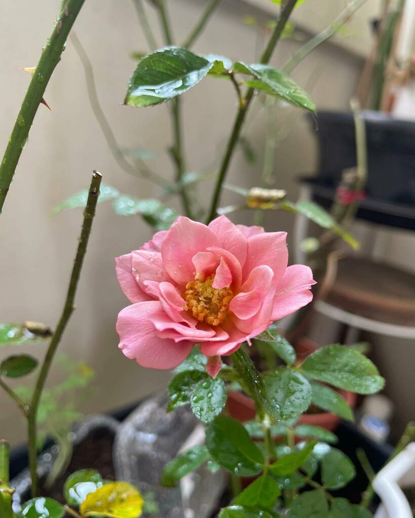 justinleesg's tweet photo. The flower we have been taking care of has bloomed! 2 photos in the morning and 2 photos in the afternoon. I expect it to die off tonight. #flowers #singapore https://t.co/WFClwS72dC https://t.co/oeksflRRsL