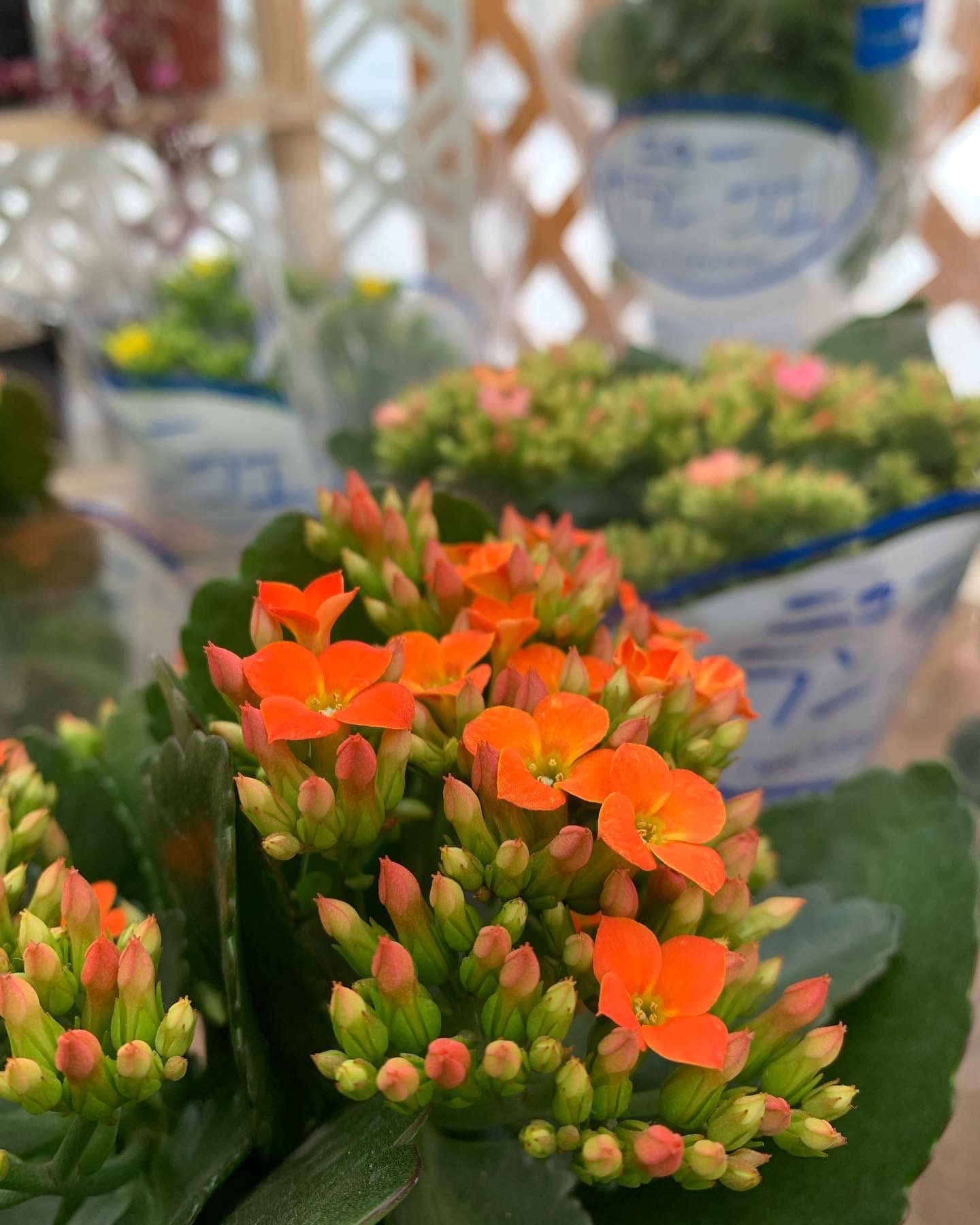 花心庭 はこにわ Al Twitter カランコエ です 頭が良くなると大評判 とっても綺麗な花の咲く植物です ホントに頭が良くなるかどうかは知りません 少なくとも花心庭雑用係の私には効果抜群 普段は3回やり直す仕事が たった2回のやり直しで完了 ベンケイソウ