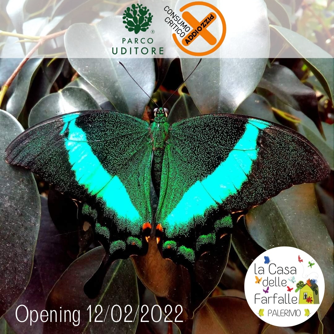 Parte il countdown Amiche ed Amici! 😁 
Da oggi mancano esattamente 2 mesi all'apertura de La casa delle farfalle al #Parcouditore! Siamo immensamente orgogliosi di poter annunciare il nostro primo partner No Profit: <a href="/Addiopizzo/">Addiopizzo</a> 🥰