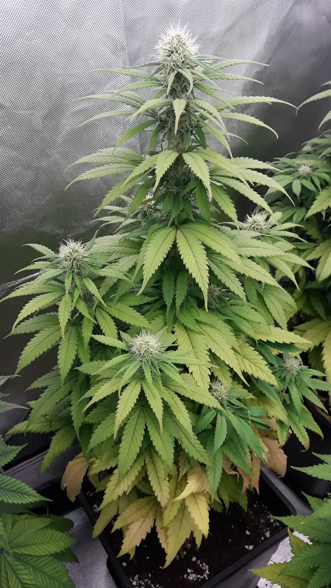 AdrycManellson's tweet photo. Weed Tarde casi Verde Mundo.
Con mis #SnowRipper @GreenbudSeeds en #RefPet #PureTent bajo #ThePureLed480Pro @ThePureFactory_ by @DPlantasur #Sust #BatMix @PlagronAruba #Natural, Preciosas en inicio de 4.ª sem #Flor,
desde #AdrycsCove Os Deseamos Sea todo Alegría y Feliz..🧚♂️😎 https://t.co/pfphuaDukh