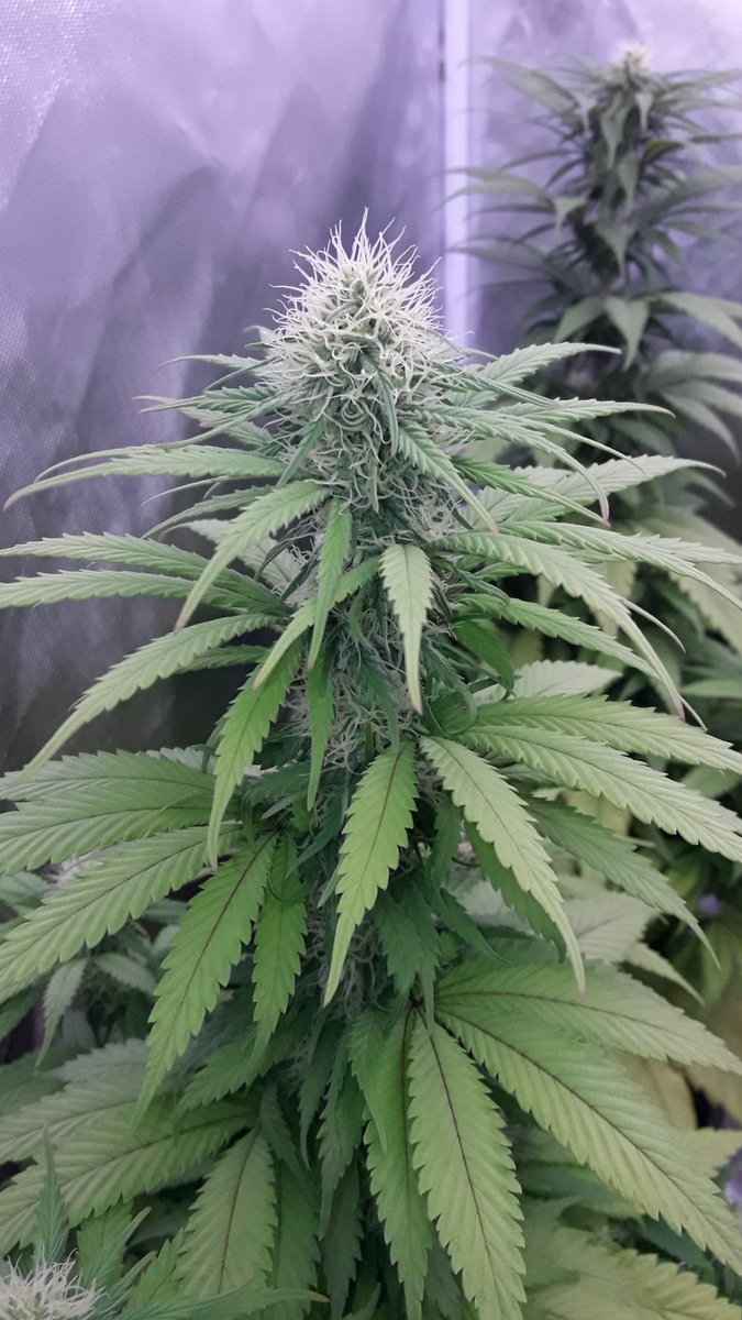 AdrycManellson's tweet photo. Weed Tarde casi Verde Mundo.
Con mis #SnowRipper @GreenbudSeeds en #RefPet #PureTent bajo #ThePureLed480Pro @ThePureFactory_ by @DPlantasur #Sust #BatMix @PlagronAruba #Natural, Preciosas en inicio de 4.ª sem #Flor,
desde #AdrycsCove Os Deseamos Sea todo Alegría y Feliz..🧚♂️😎 https://t.co/pfphuaDukh