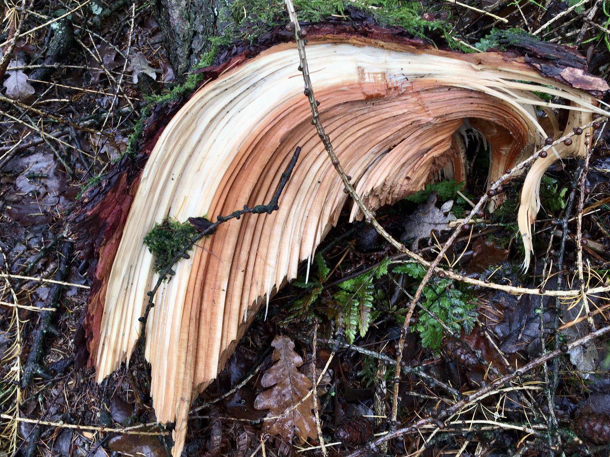 The beauty of wood
#fallentrees
#sculpture