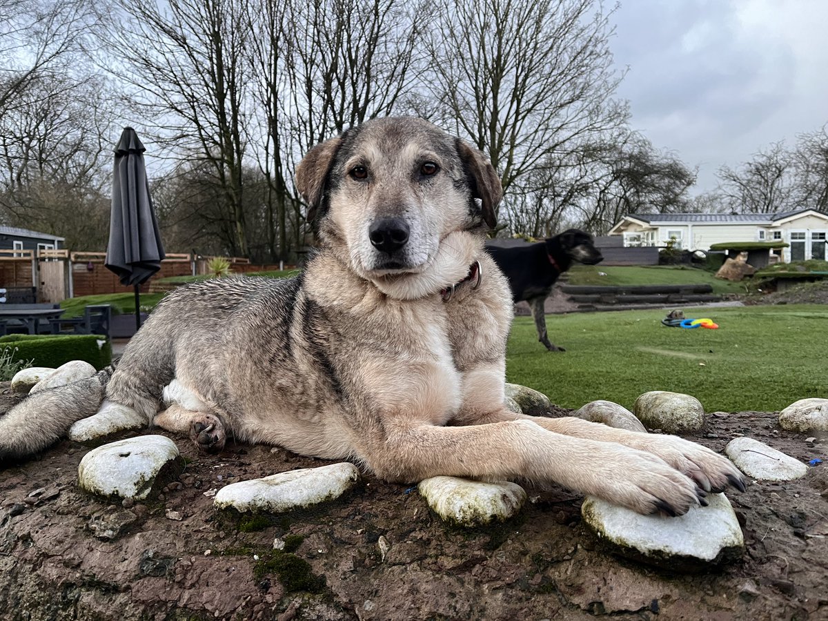Dogs 4 Rescue tweet media