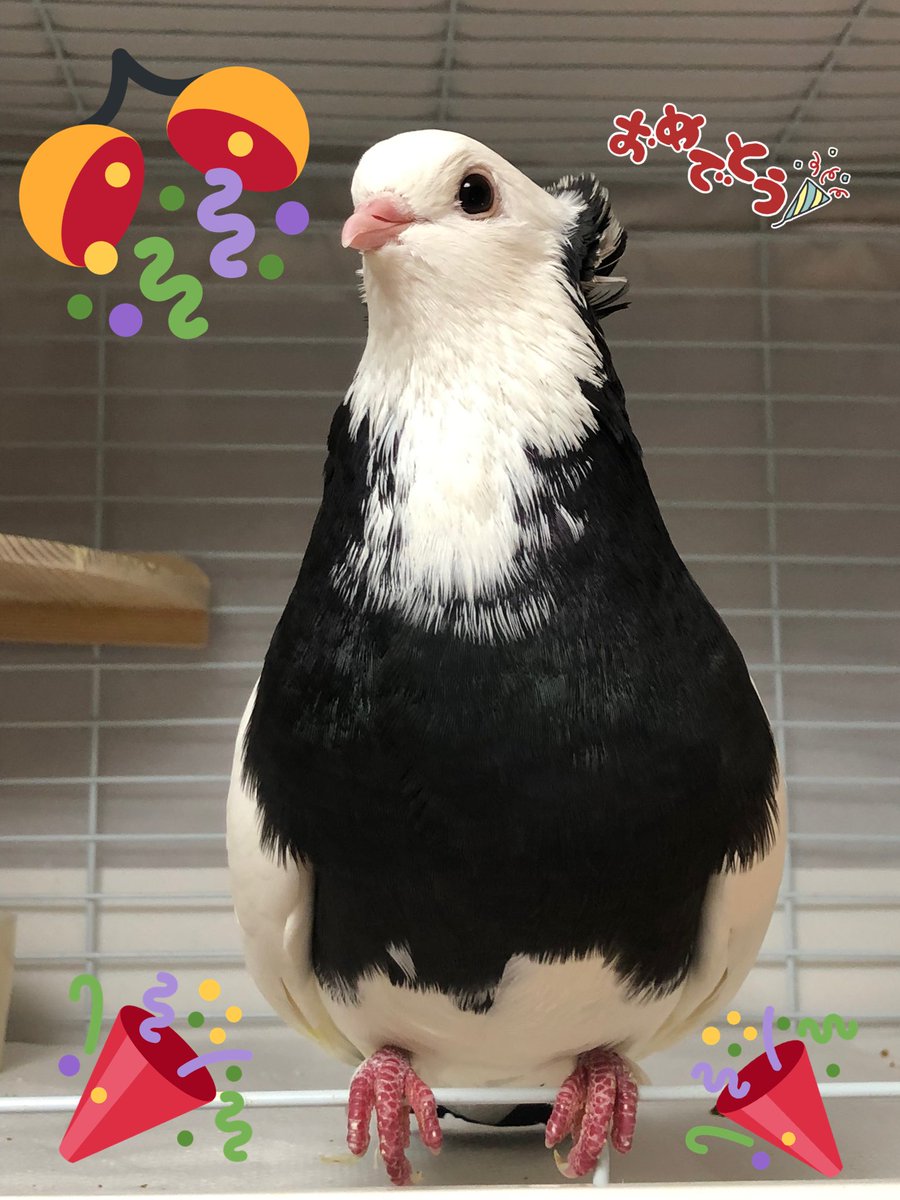 ハト屋 tweet media