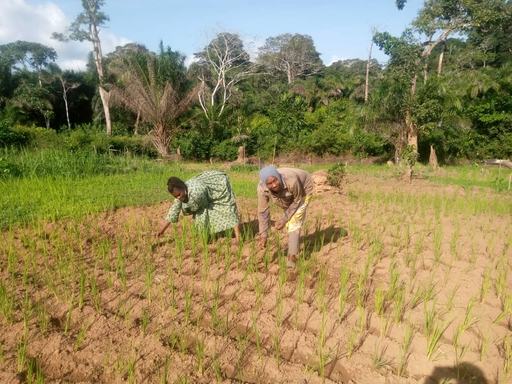Fem_Data's tweet photo. Saviez vous que, 52% de financement agricole sont orientĂ©s vers des projets qui ne ciblent pas les femmes. Data Cameroon, Le Jour et Le Financier dâAfrique, ont enquĂȘtĂ© durant neuf mois.
@CFImedias
@ghislainedigona
@AdisiCameroun
@MLMamgue https://t.co/9sJOp3T4S0