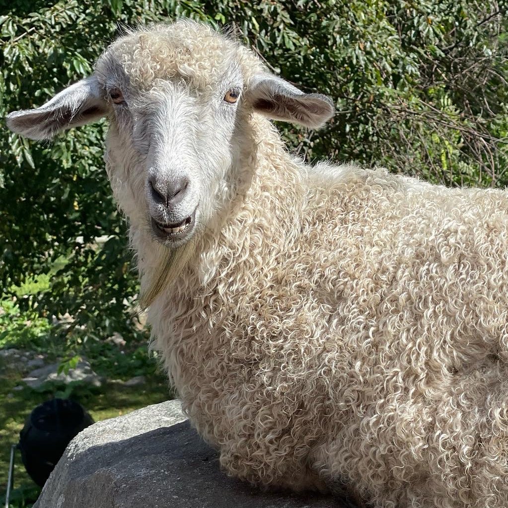 DeniseHebner's tweet photo. Daisy's mohair was blended with silk to produce luxurious lace weight yarn that we call Daisy Silken Mohair. Lightweight yet strong, durable and warm. 
#yarn #buylocal #sustainable #FarmLife #handmade #hebnerfarmette #luxuriousfiber https://t.co/64vA5Lu8hX