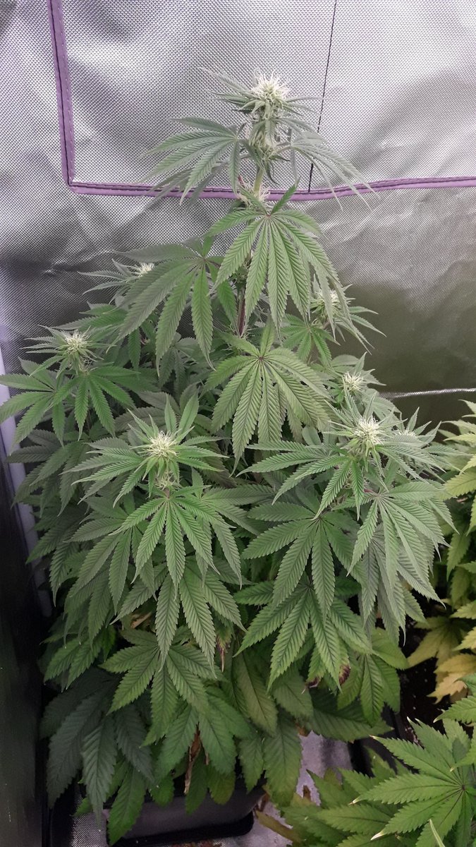 AdrycManellson's tweet photo. Y así luce de Hermosa #Makaha de @Greenbudseeds también en inicio de 4.ª sem #Flor bajo #ThePureLed480Pro @ThePureFactory_ by @DPlantasur, parece algo más atrasada que #SnowRipper.
Más al tiempo Verde Mundo, su ascendencia más #Sativa al final se mostrará en todo Esplendor...🧚♂️😎 https://t.co/4Bsk8aByum