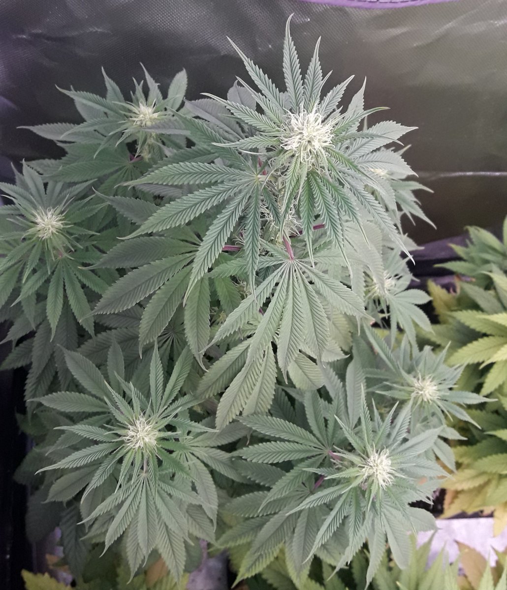 AdrycManellson's tweet photo. Y así luce de Hermosa #Makaha de @Greenbudseeds también en inicio de 4.ª sem #Flor bajo #ThePureLed480Pro @ThePureFactory_ by @DPlantasur, parece algo más atrasada que #SnowRipper.
Más al tiempo Verde Mundo, su ascendencia más #Sativa al final se mostrará en todo Esplendor...🧚♂️😎 https://t.co/4Bsk8aByum