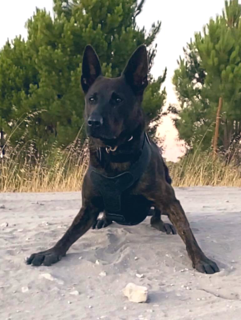 WAPoliceCanine tweet media