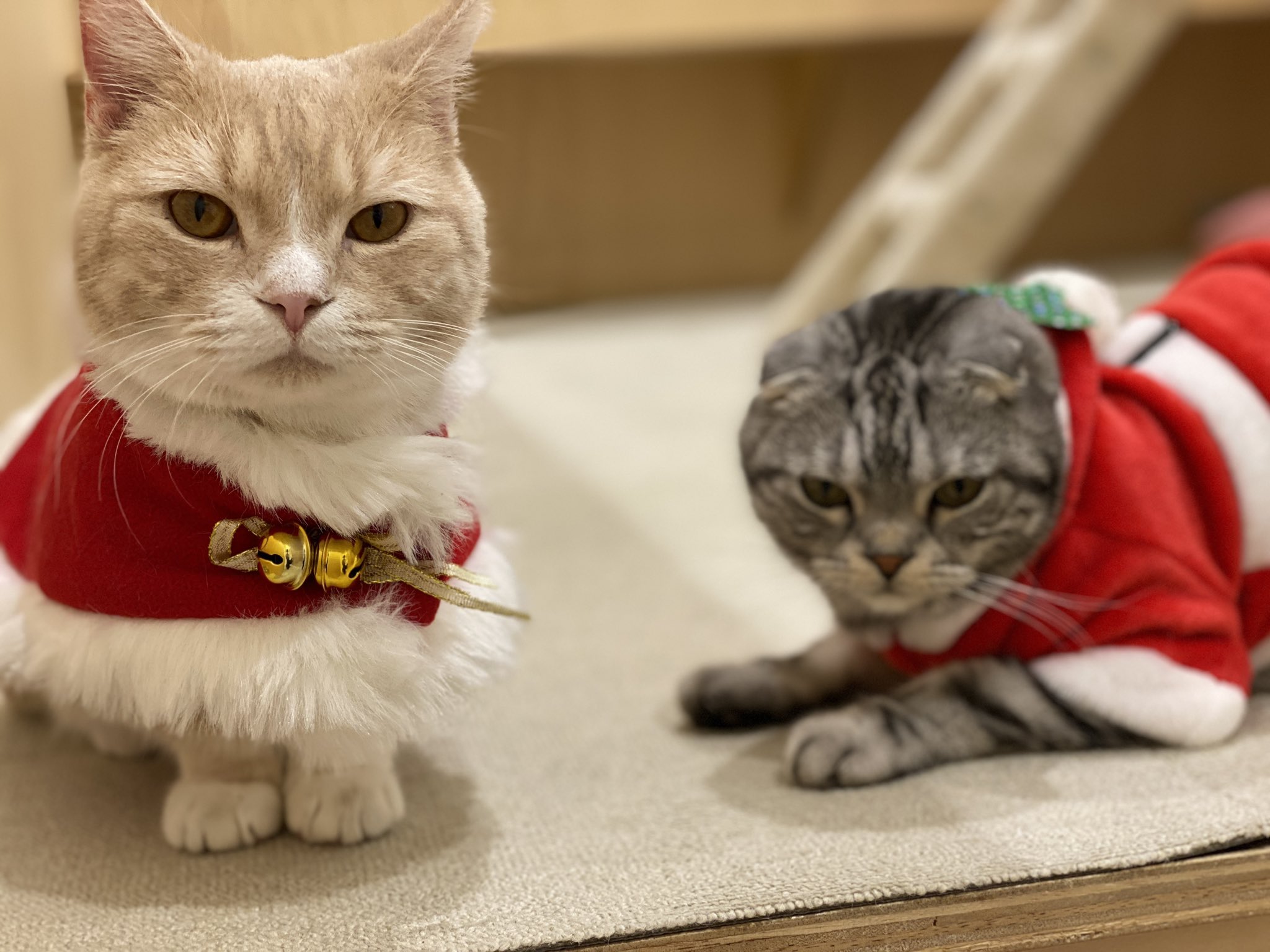 Moff Animal Cafe イオンモール成田店 Moff Narita Twitter