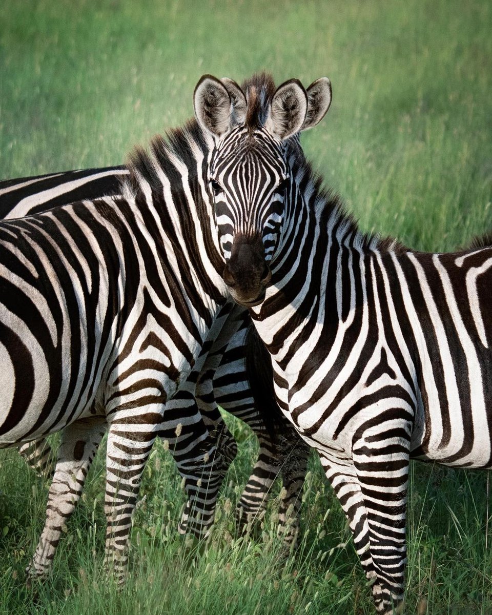 fly_grn's tweet photo. Did you know that..

🦓 There are three kind of zebra's
🦓 Zebra's can run up to 65km per hour
🦓 Zebra stripes are unique like fingerprints
🦓 New-borns can stand after 6 minutes

Photo by @mwhellams

🌍 https://t.co/bmy8NeorEw https://t.co/GpvGJ4H9v3