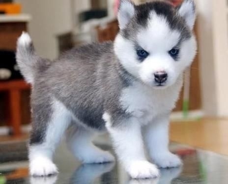 corey_patrick1's tweet photo. You are fur-bulous.⁠
⁠
#dogs #dogsofinstagram #doglover #siberianhusky #cutedogs #instadog #DogNeedsBest https://t.co/JXcWNuEwTd