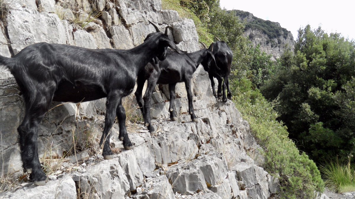 ShadowEerie's tweet photo. Happy Monday!  While holidaying on the Amalfi coast, my friend and I walked the Path Of The Gods and came across a herd of goats. #goats #walking #PathOfTheGods https://t.co/MsgsKk8LSv