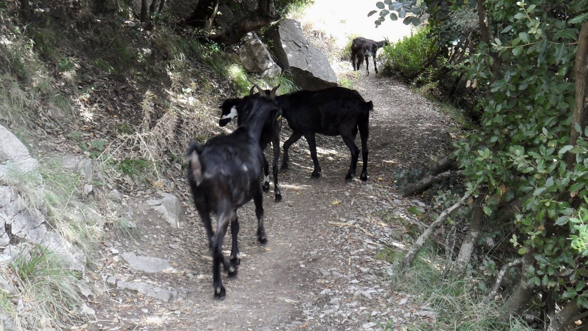 ShadowEerie's tweet photo. Happy Monday!  While holidaying on the Amalfi coast, my friend and I walked the Path Of The Gods and came across a herd of goats. #goats #walking #PathOfTheGods https://t.co/MsgsKk8LSv