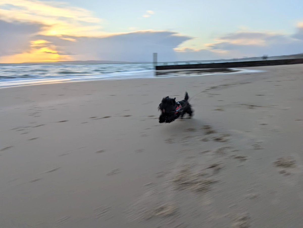 Happy Monday pals!🐾🐾
#happydog