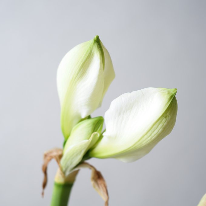 コチアのtwitterイラスト検索結果