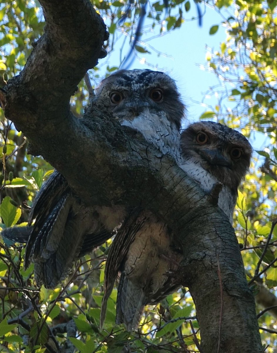 VintageBauer's tweet photo. ...in Tawny heaven, I am -- just look at those adorable smooshies!
#AussieBackyard
#TawnyFrogmouths
#birds https://t.co/B9mcjgqM8U