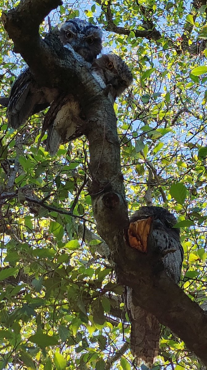 VintageBauer's tweet photo. ...in Tawny heaven, I am -- just look at those adorable smooshies!
#AussieBackyard
#TawnyFrogmouths
#birds https://t.co/B9mcjgqM8U