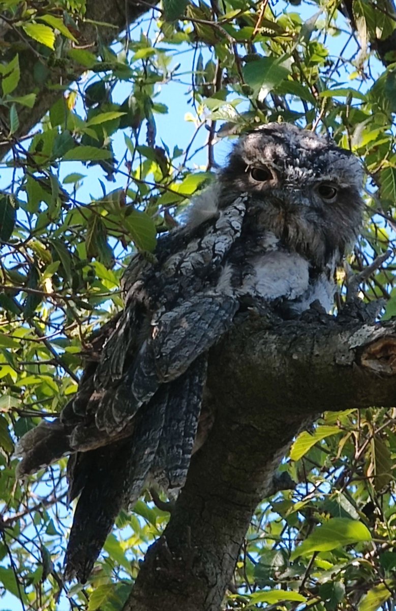 VintageBauer's tweet photo. ...in Tawny heaven, I am -- just look at those adorable smooshies!
#AussieBackyard
#TawnyFrogmouths
#birds https://t.co/B9mcjgqM8U