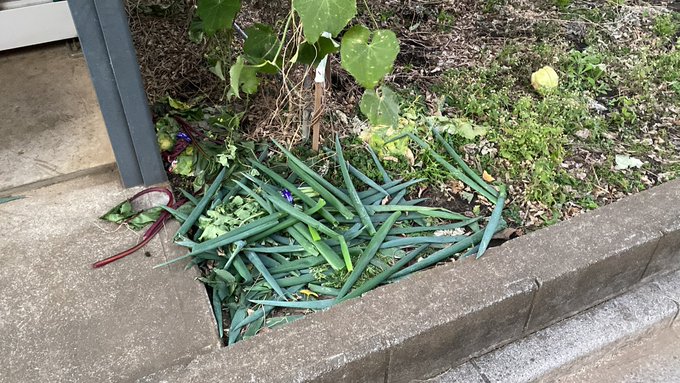 野菜の直売所にネギ、大根、ビーツの緑の部分が大量に捨ててあって勿体無いなあと思うのだが・・・ここせっかく葉付きで格安で売ってるわけだし 