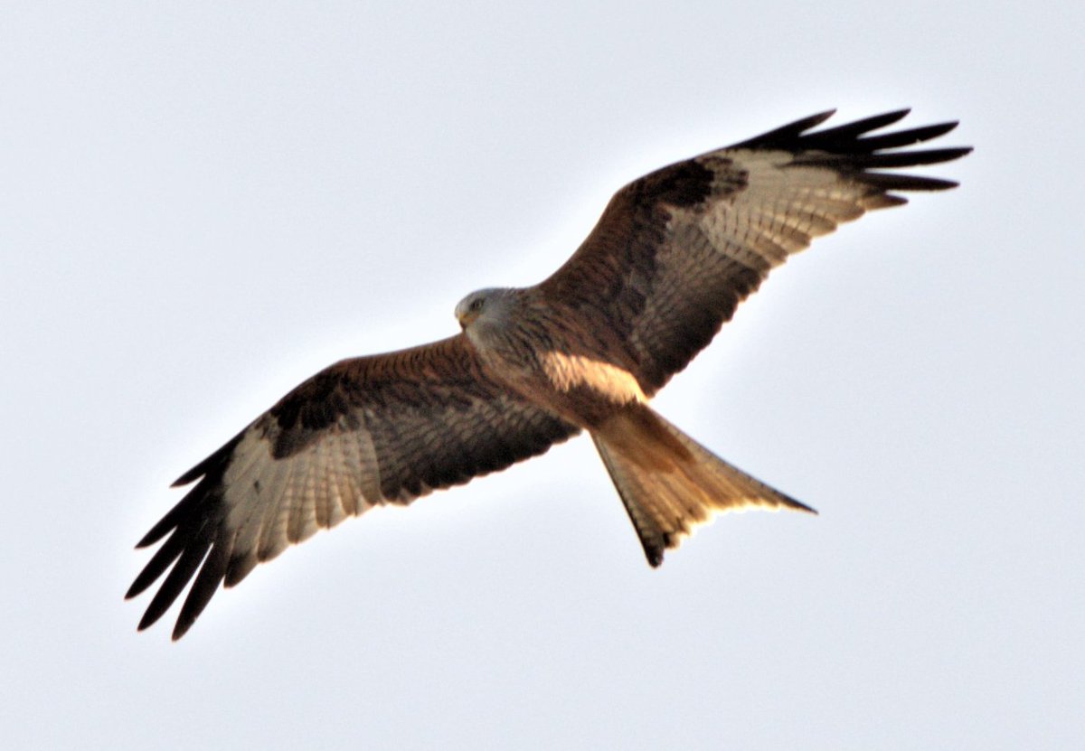 SELU©Photography (@proyecfotoselu) on Twitter photo 