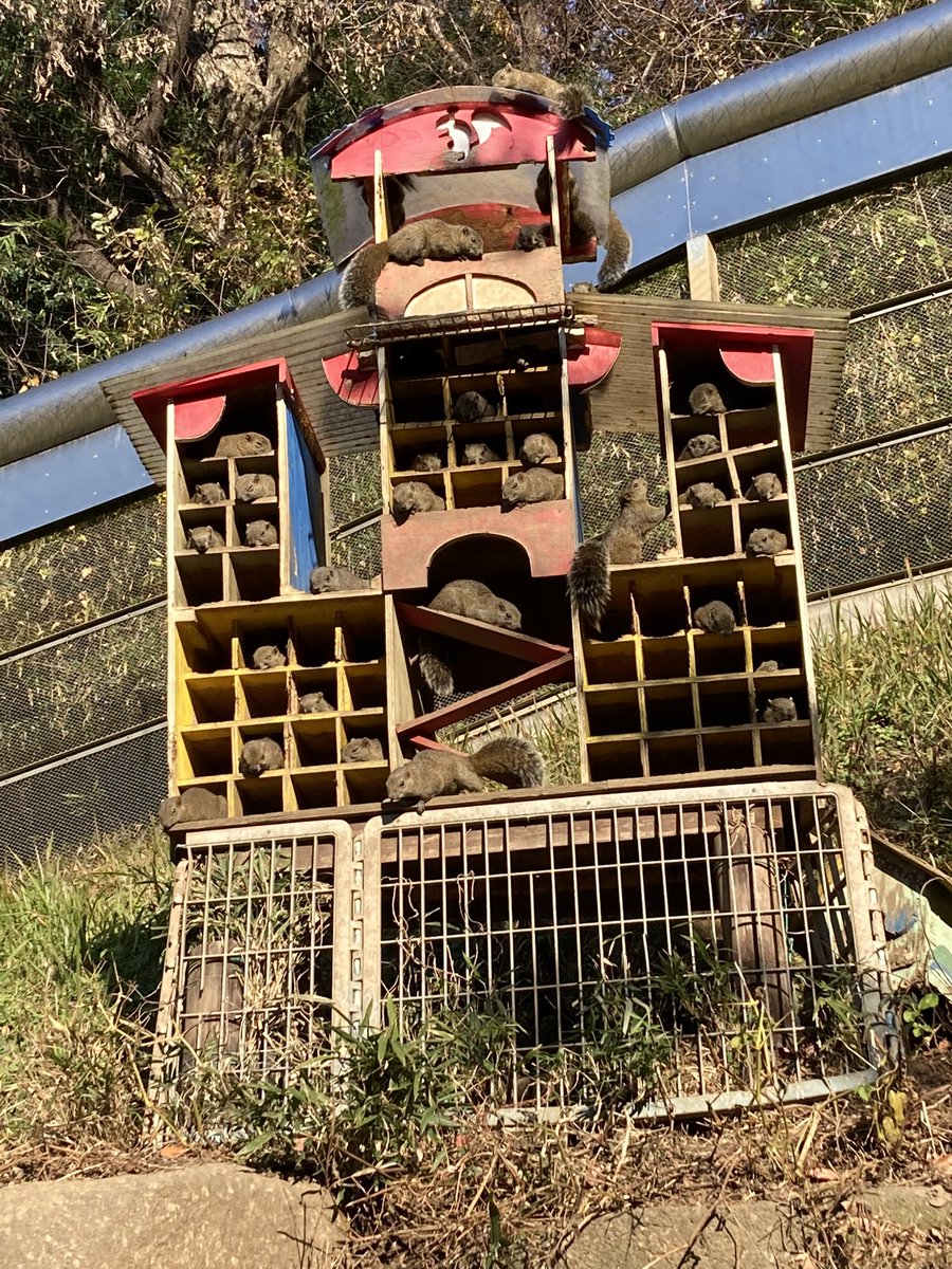 sleeperlion00g's tweet photo. 町田リス園行って���た🐿 https://t.co/3iRwg1uRZM