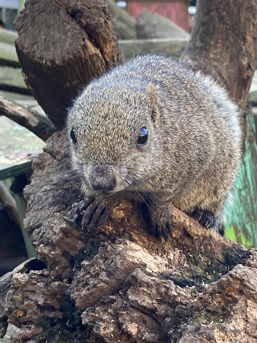 sleeperlion00g's tweet photo. 町田リス園行って���た🐿 https://t.co/3iRwg1uRZM