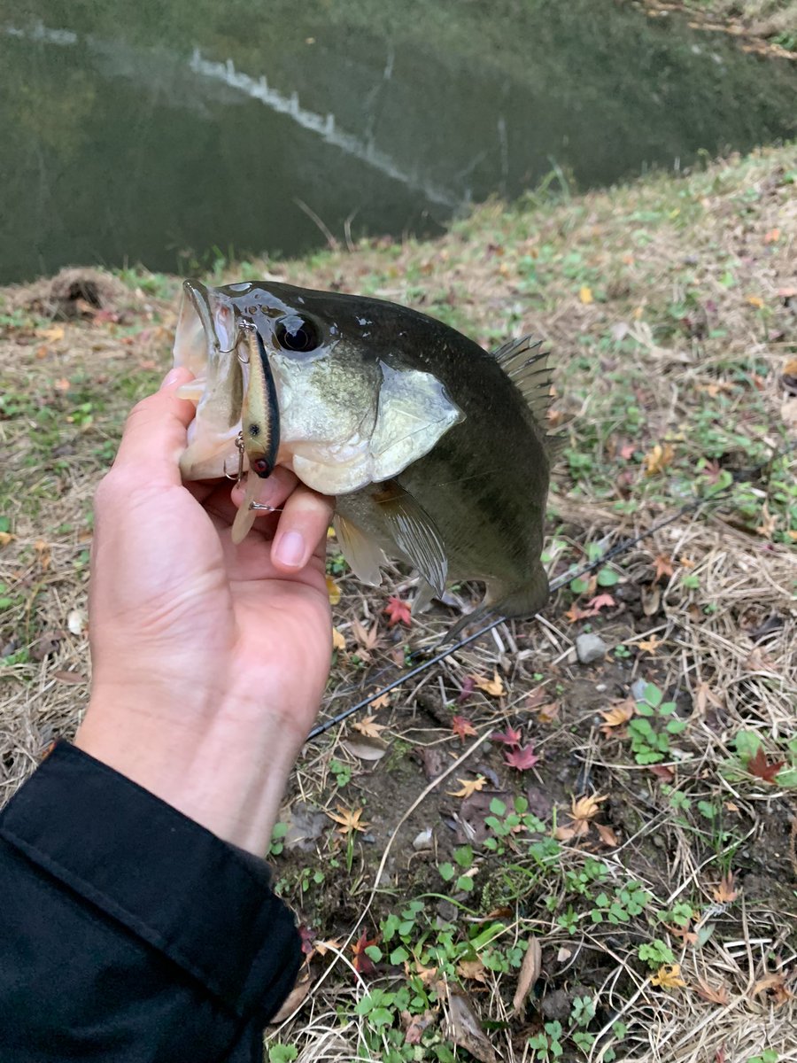 lemonfishing08's tweet photo. 放課後短時間の釣行で厳しい条件の小規模野池へ！1本クランクで取れこれ以上ないと思ってたらソウルシャッドで小規模野池初サイズ！！
#シマノ
#ジャッカル
#メガバス
#ゾディアス
#メタニウムDC
#ナスキー https://t.co/NWG7SbRk1i