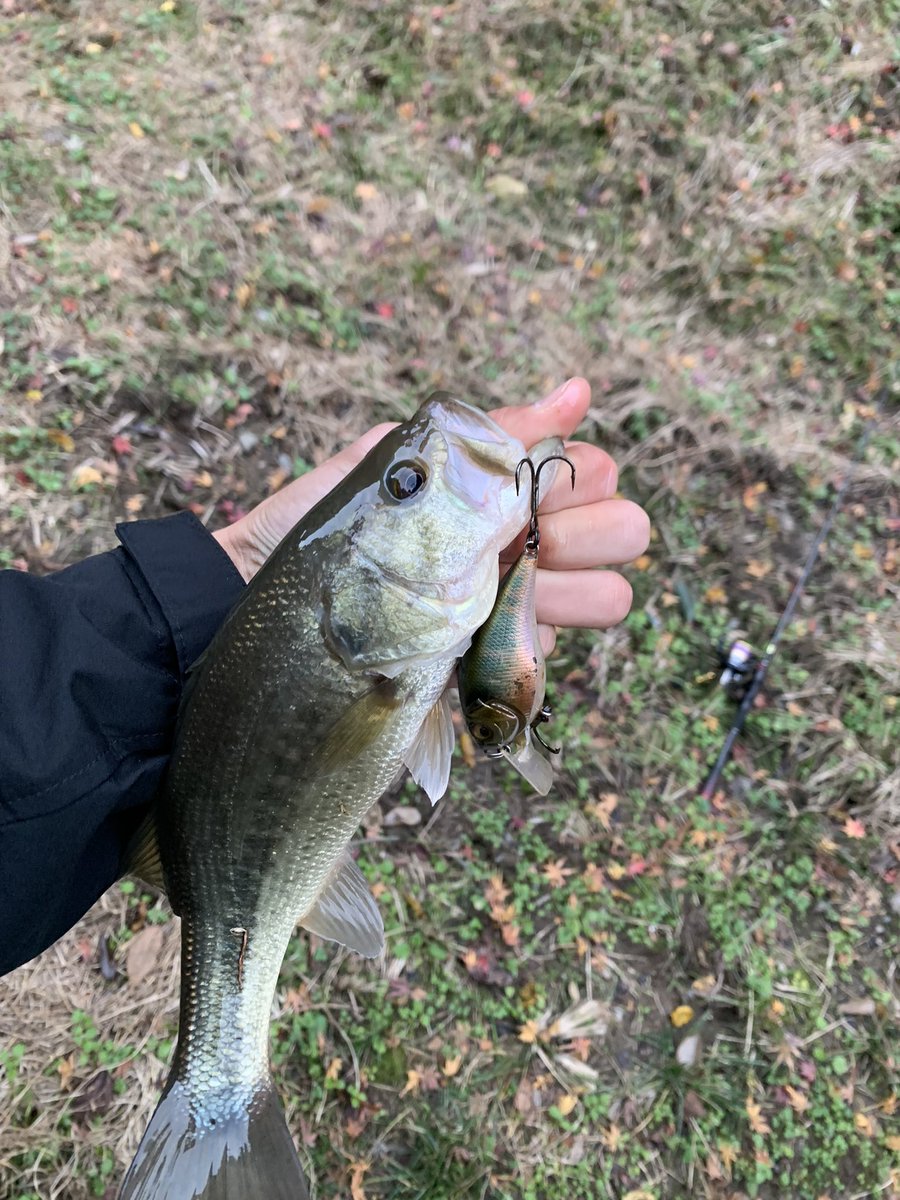 lemonfishing08's tweet photo. 放課後短時間の釣行で厳しい条件の小規模野池へ！1本クランクで取れこれ以上ないと思ってたらソウルシャッドで小規模野池初サイズ！！
#シマノ
#ジャッカル
#メガバス
#ゾディアス
#メタニウムDC
#ナスキー https://t.co/NWG7SbRk1i