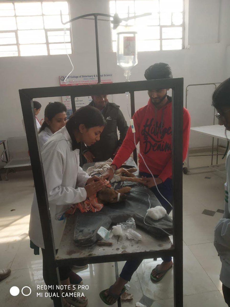 MJFCVAS's tweet photo. Today A case Of fracture in Dog had been treated By Faculty of MJF Veterinary Clinical Complex .
#mjfvcc
#fractureindog https://t.co/lG9RPfjanF