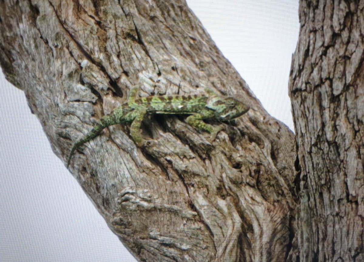LatestKruger's tweet photo. 9:00am
1 Flap Neck Chameleon in a tree
S28, just N of Ntandanyathi Hide
Near Lower Sabie
5/5
Tinged by Kerry - Kruger Pride Safaris https://t.co/CPPAt9SpZm