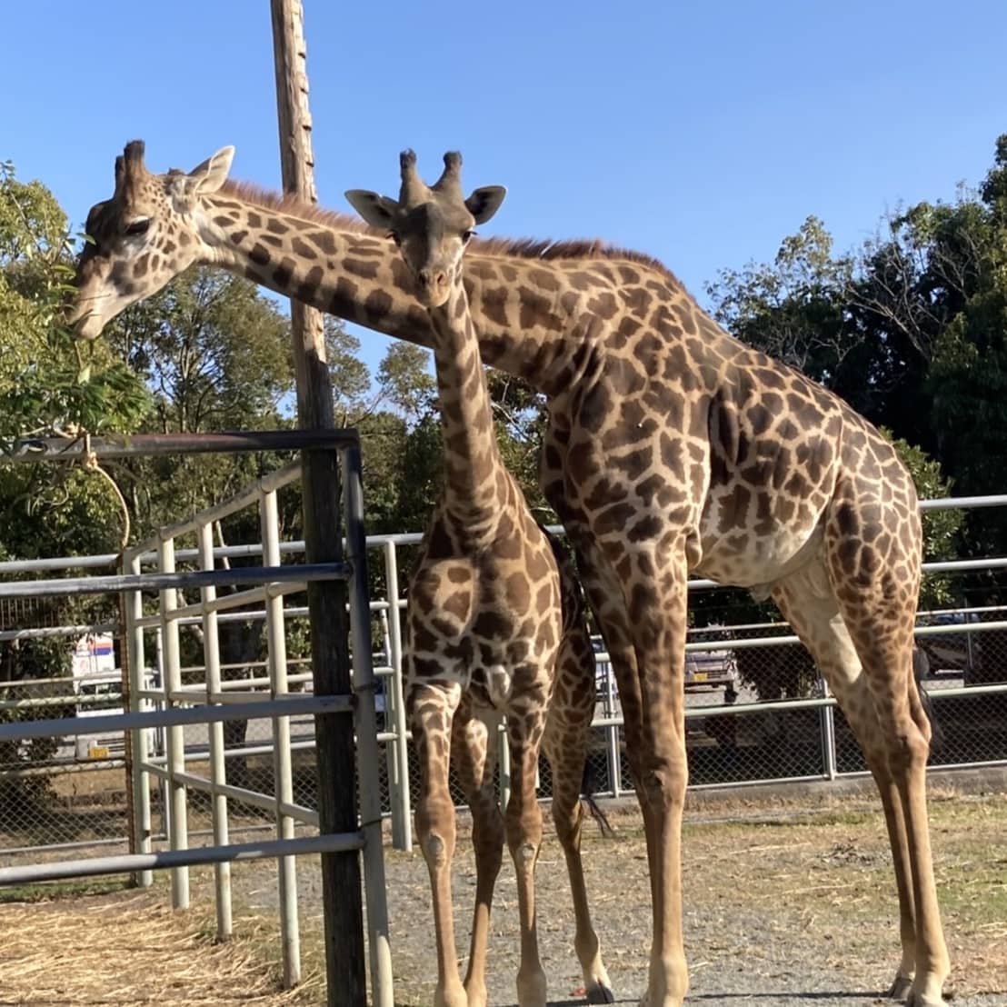 宮崎フェニックス自然動物 園から来たマサイキリンのコナツちゃん🦒と