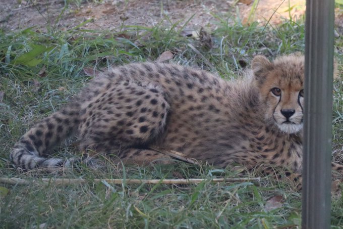 チーターの赤ちゃんのtwitterイラスト検索結果