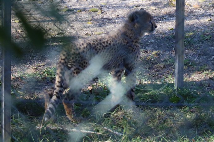 チーターの赤ちゃんのtwitterイラスト検索結果