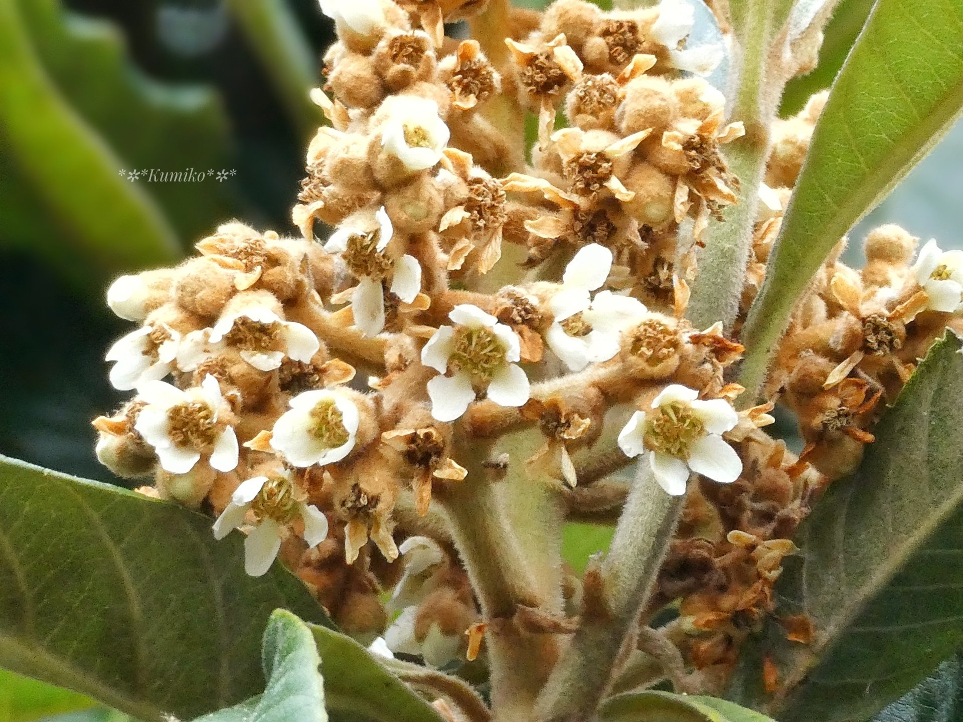 ビワの木 Twitter Search Twitter