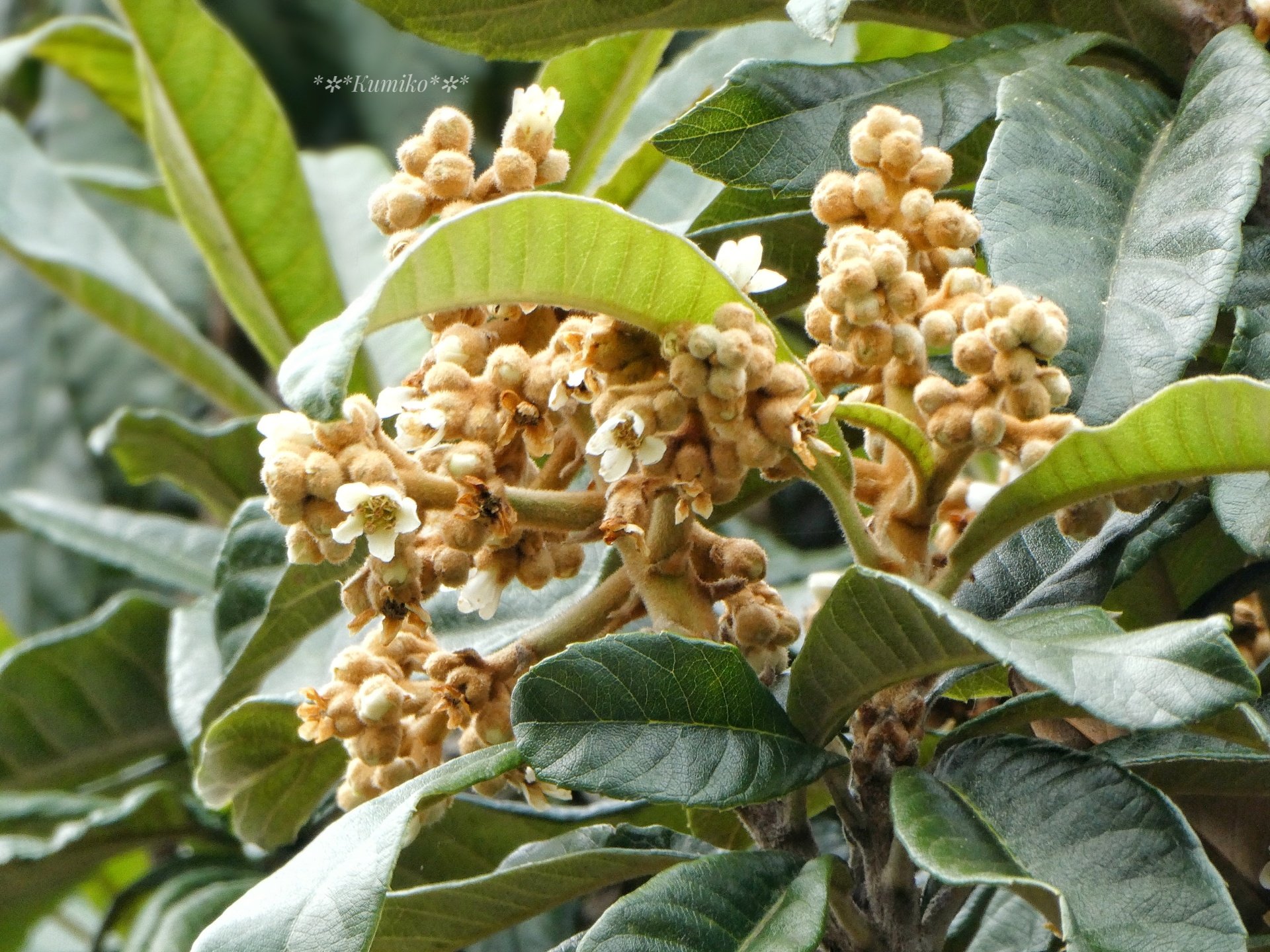 ビワの木 Twitter Search Twitter