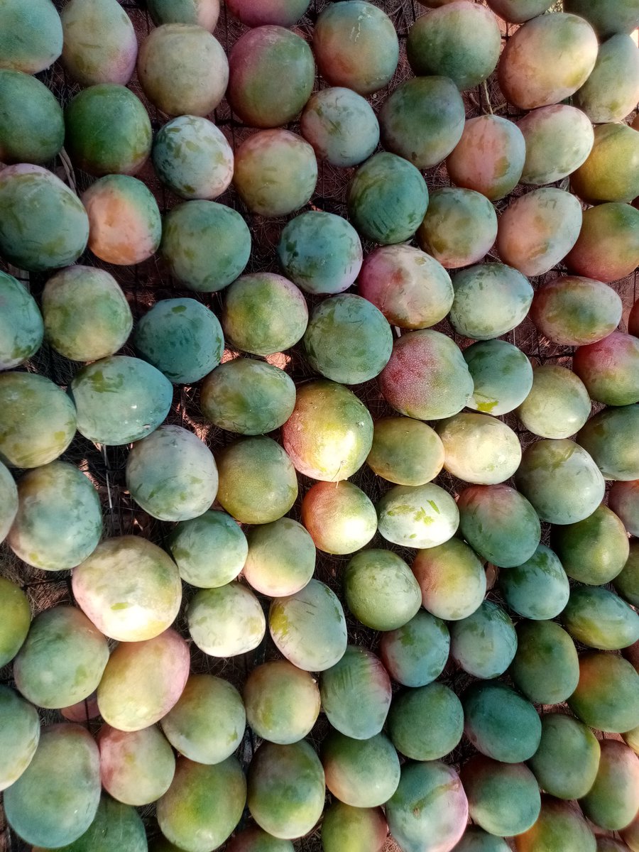 rmgwaze's tweet photo. The sizes ππͺ #KentMango https://t.co/Pz5UYyKvG0