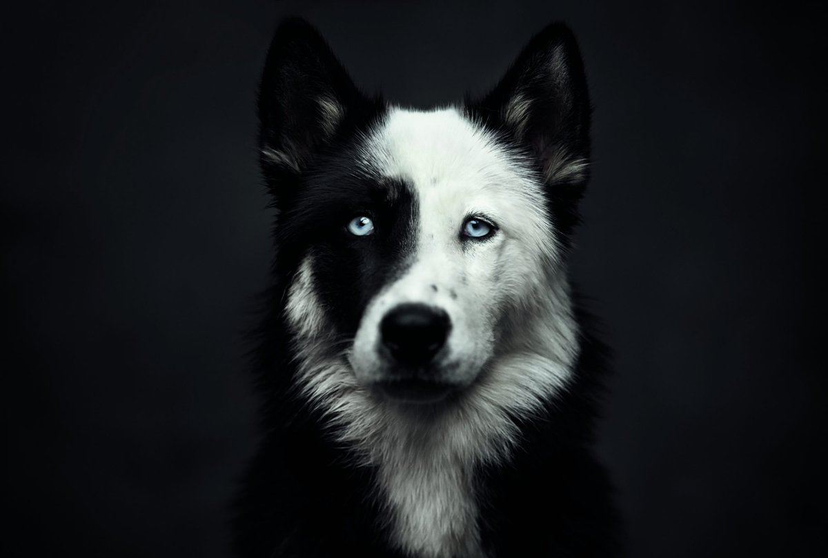 How to Take Better Indoor Pet Photographs

When shooting indoors, there are a handful of things that you can do to help make the process less frustrating and result in more frequent successful images.

Read more on our blog: cameralandsandton.co.za/how-take-bette…

#petphotography #petphotos