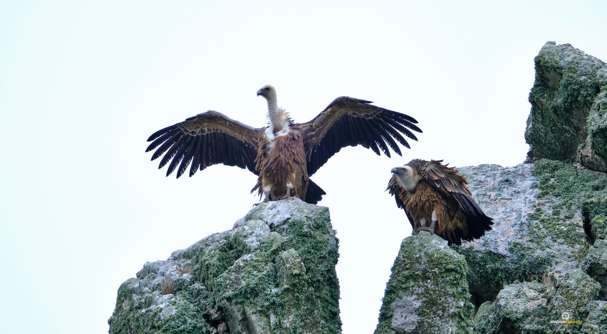 BUITRES. 
Parque nacional de Monfrague. 

Equipo: #fujixt3 + #fujinon 100-400 más duplicador 1.4 Editado en CapureOne 📸

Con estas fotografías os deseo una buena semana. 
📸📸📸📸📸📸📸📸📸📸📸📸📸📸📸📸📸