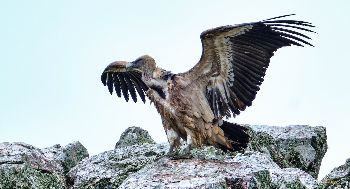 fj2marquez's tweet photo. BUITRES. 
Parque nacional de Monfrague. 

Equipo: #fujixt3 + #fujinon 100-400 más duplicador 1.4 Editado en CapureOne 📸

Con estas fotografías os deseo una buena semana. 
📸📸📸📸📸📸📸📸📸📸📸📸📸📸📸📸📸 https://t.co/Nr6tKmuB0z
