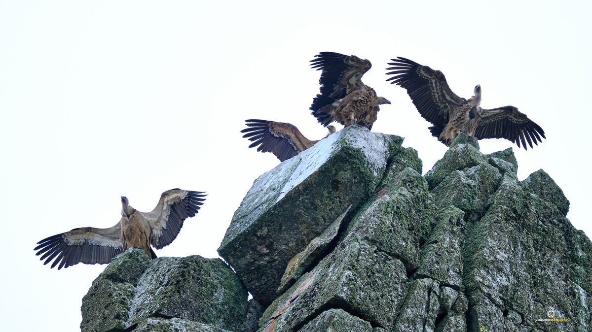 fj2marquez's tweet photo. BUITRES. 
Parque nacional de Monfrague. 

Equipo: #fujixt3 + #fujinon 100-400 más duplicador 1.4 Editado en CapureOne 📸

Con estas fotografías os deseo una buena semana. 
📸📸📸📸📸📸📸📸📸📸📸📸📸📸📸📸📸 https://t.co/Nr6tKmuB0z