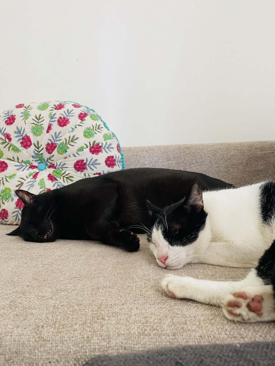 rohanbabu's tweet image. Did 700 kms on road with 3 cats. All of us are tired and this is how we are treating our Monday. How about you?
#CatsOfTwitter #Travelwithcats