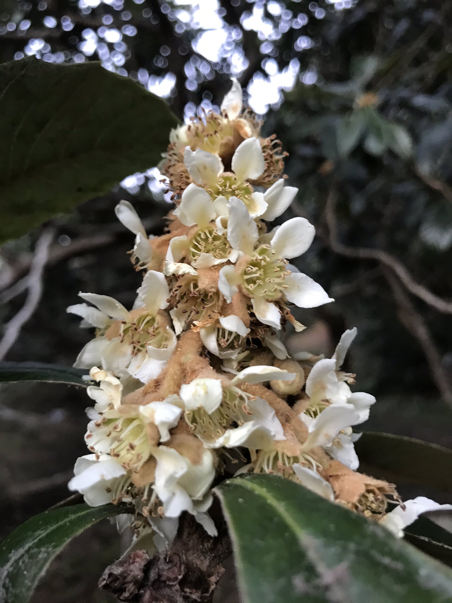 館山パイオニアファーム いちじく農家のつぶやき びわ の花折り作業も終盤戦 美味しく大きなびわにする為に写真 のように咲いているびわの花の上の部分を取り除き少なくします 大事な作業です あまり知られていない びわの花 も実は