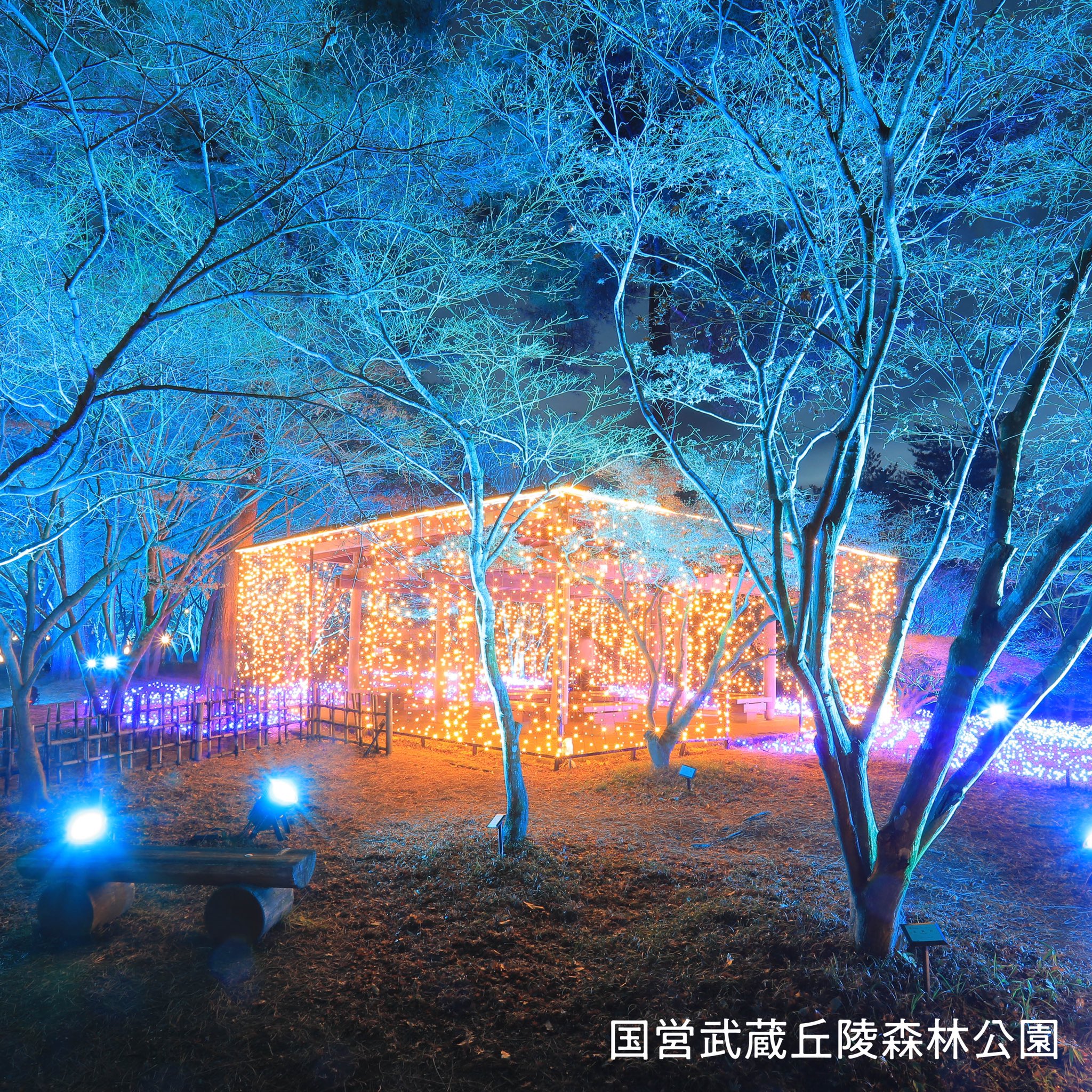 国営武蔵丘陵森林公園 スターライトイルミネーション を ちょこたび埼玉観光情報局で紹介いただきました いよいよ残すところ12 24 金 25 土 26 日 開催のみですよ T Co Fz3qfdrorv ご来園時のお願い をご確認いただき 感染拡大防止