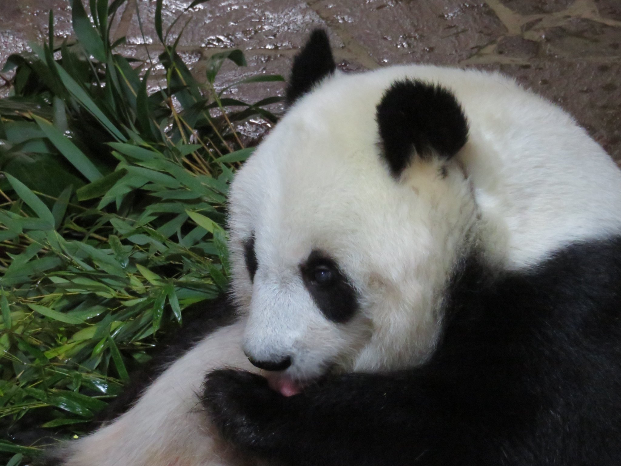 神戸市立王子動物園(公式) on Twitter: