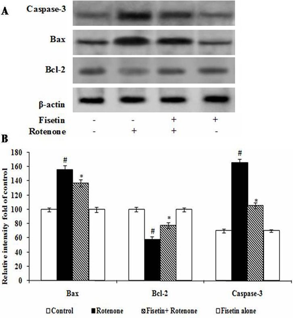 Elite_IMR's tweet photo. #Fisetin protects against #rotenone-induced #neurotoxicity through #signaling #pathway
from @BharathiarUniv👇
https://t.co/YeUQDgAPaq
Collectively, these results suggest that fisetin could prevent the rotenone-induced neurotoxicity via various signaling pathways. https://t.co/U60LglR3uE