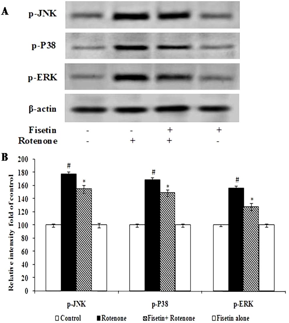Elite_IMR's tweet photo. #Fisetin protects against #rotenone-induced #neurotoxicity through #signaling #pathway
from @BharathiarUniv👇
https://t.co/YeUQDgAPaq
Collectively, these results suggest that fisetin could prevent the rotenone-induced neurotoxicity via various signaling pathways. https://t.co/U60LglR3uE